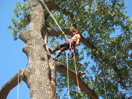 Commercial Tree Removal for Businesses: Minimizing Downtime and Liability