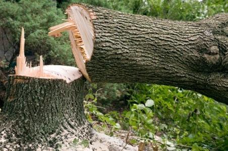 Tree Removal Permits in Bellevue: When You Need One and How the Process Works