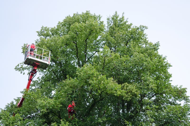 Preventing Tree Hazards Before They Become Emergencies