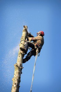 Tree Removal Services in Juanita