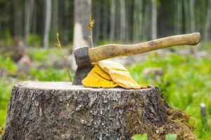 Tree Removal Service in Sammamish