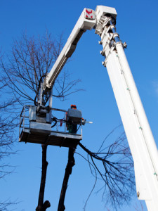 Tree Removal in Kenmore