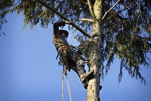 Tree Removal Services in Seattle