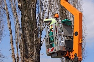 Tree Removal & Stump Grinding in Tukwila