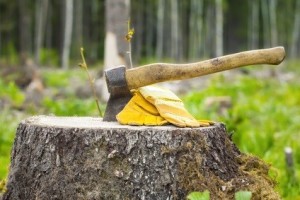Tree Removal Service in Clyde Hill