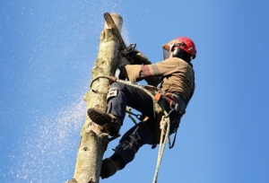 Dangerous Tree Removal Services in Seattle